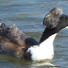 Crested Swedish Blue Duck