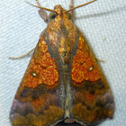 Orange Cotton Moth