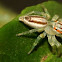 two-striped jumping spider