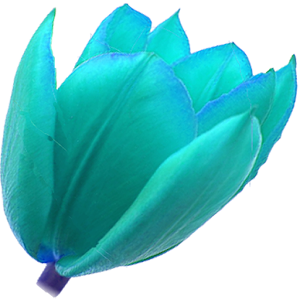 Turkish Quotes.apk 1.8