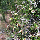 Mexican Cliffrose