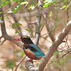 White-throated Kingfisher