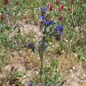 Anchusa officinalis