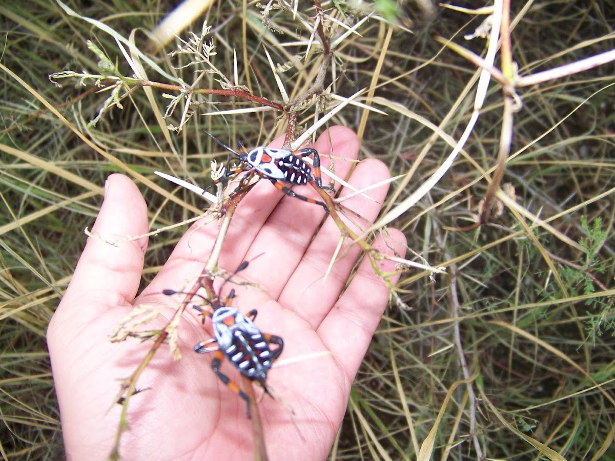 Tantarria (Giant Mesquite Bug)