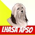 Lhasa Apso Dogs Apk