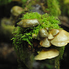 Late oyster mushroom