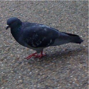 Rock pigeon (Columba livia)