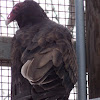 Turkey Vulture