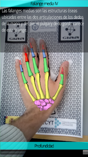 Anatomía de la mano