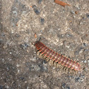 Millipede