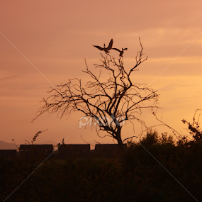 Birds at Dusk by John Cooper - Landscapes Sunsets & Sunrises