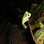 Glass Frog