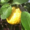 Lemon Tree