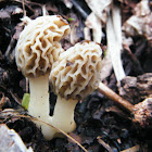 Morel Mushroom