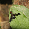 Picture-winged Fly