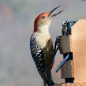 Red-bellied woodpecker (male)
