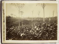 Gezicht op de tabaksplantage Glen Bervie, Langkat Sumatra