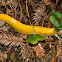 Banana Slug
