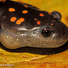 Spotted Salamander