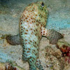 Arabian grouper