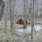North American beaver (lodge & dam)