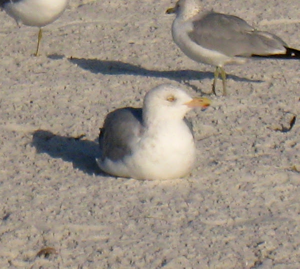 Herring Gull Project Noah