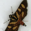 Orange-spotted flower moth