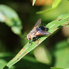 Tachinid Fly