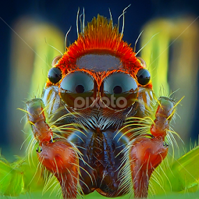 mohawk by Rhonny Dayusasono - Animals Insects & Spiders