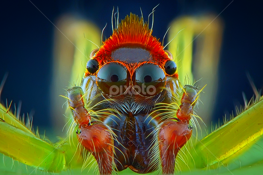 mohawk by Rhonny Dayusasono - Animals Insects & Spiders