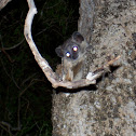 White-footed sportive lemur 