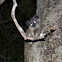 White-footed sportive lemur 