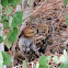 Colorado Chipmunk