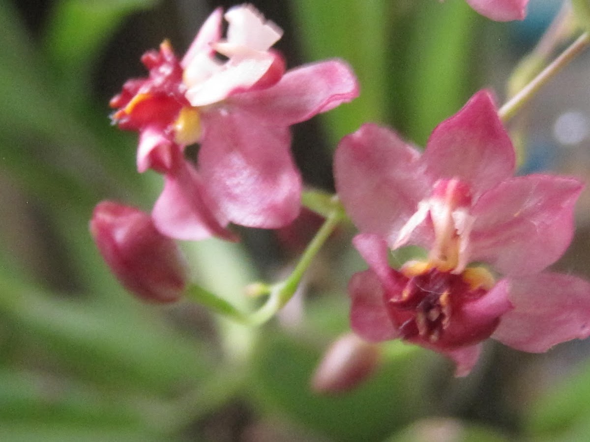 Orquídea Dama danzante