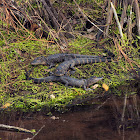 American alligator