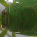 True Leaf Catydid