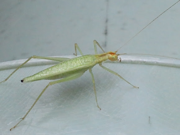 Narrow Winged Tree Cricket Project Noah