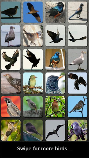 Bird Sounds Nature Sounds App