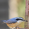 Red-Breasted Nuthatch
