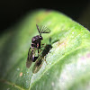 Antlered Wasp