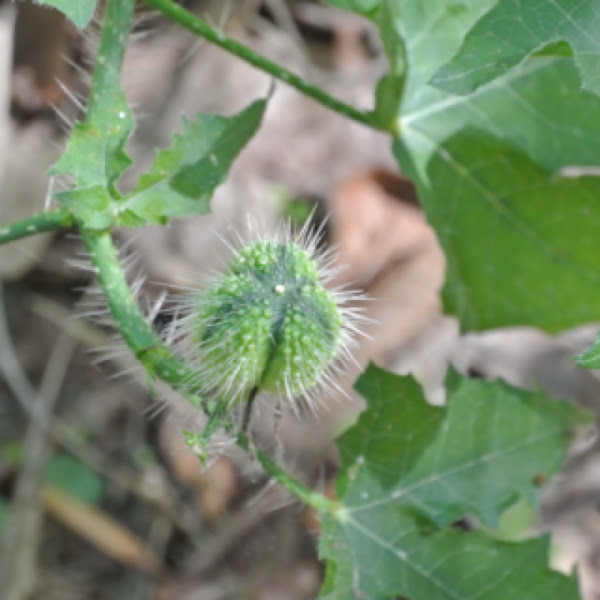 Texas Bull Nettle Project Noah