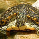 turtle by Marijan Alaniz -  