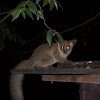 Thick Tailed Bushbaby