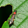 Blood-necked Longhorned Beetle