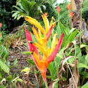 Parrot Flower