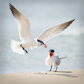 Bringing A Snack Home by Mike Trahan - Animals Birds