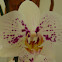 Orchidea