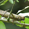 Giant red-winged grasshopper