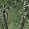 Straited heron