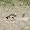 cocli - buff-necked ibis